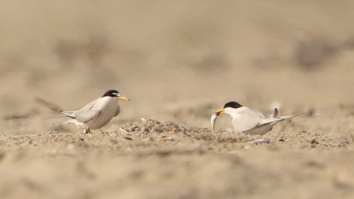 Least Tern - Emily Gambone