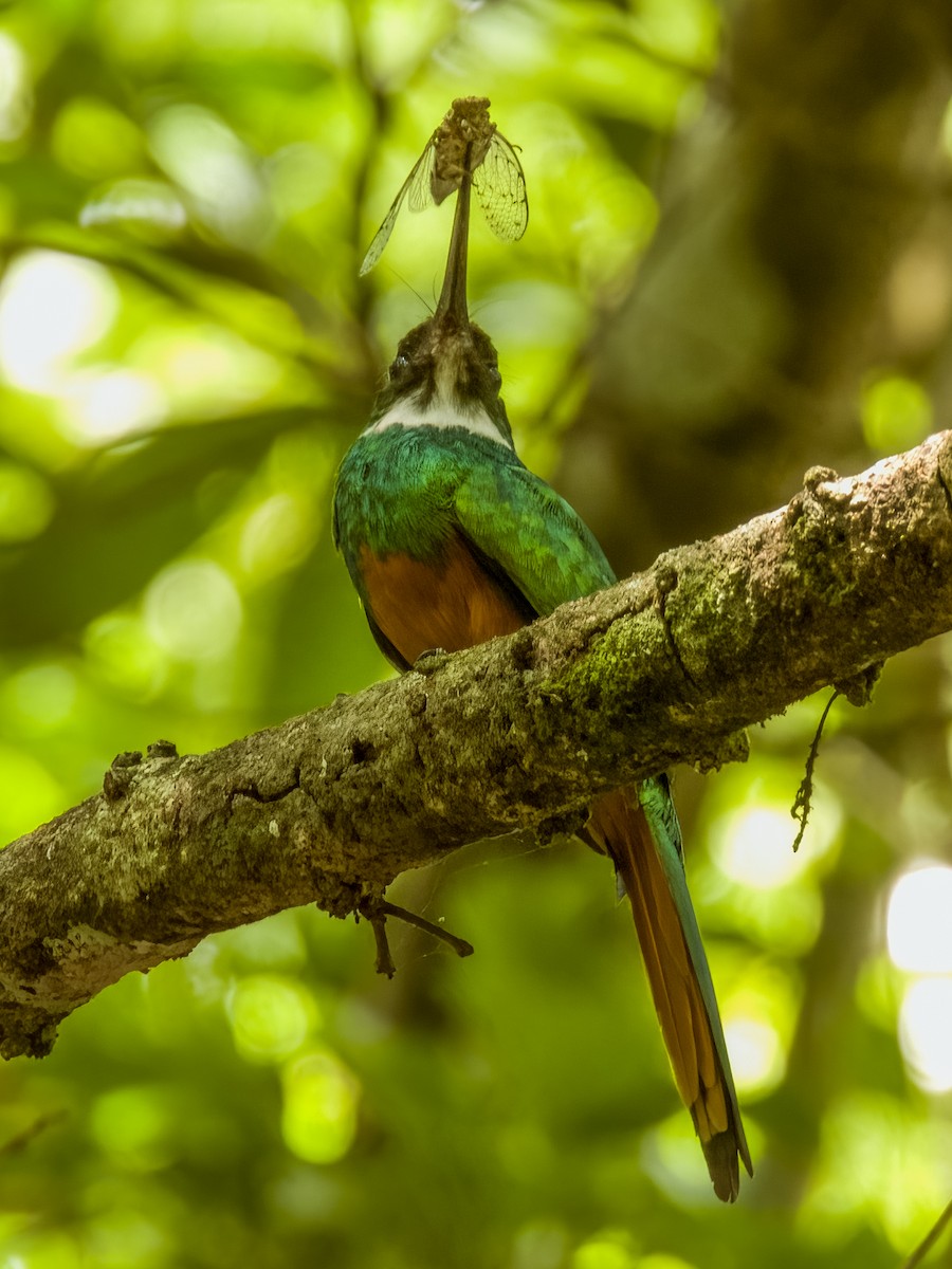 Rufous-tailed Jacamar - Imogen Warren