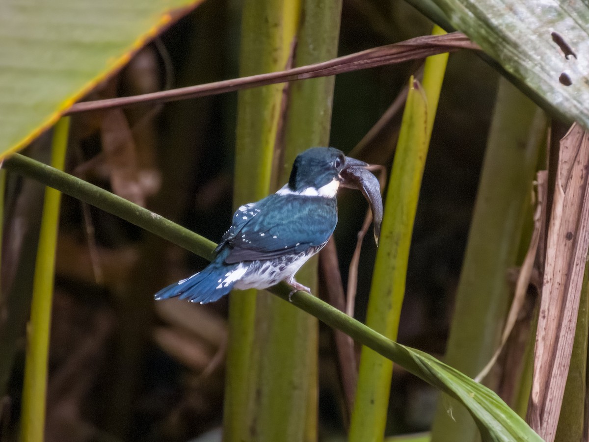 Green Kingfisher - Imogen Warren