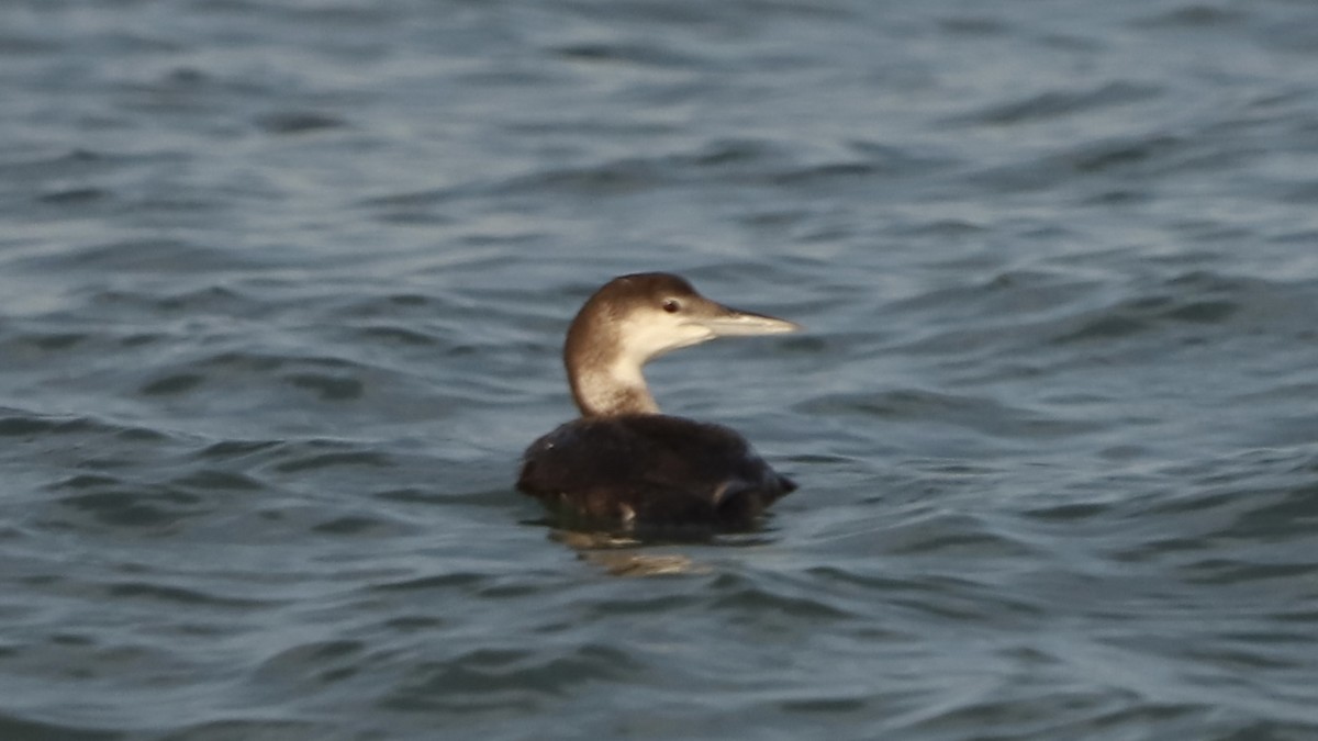 Common Loon - Emily Gambone