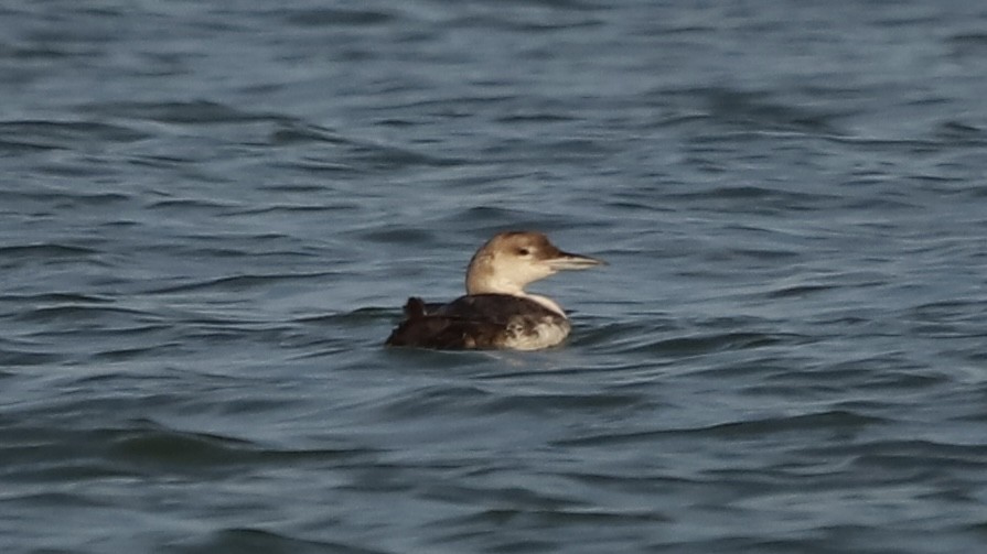 Common Loon - Emily Gambone