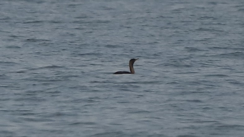 Double-crested Cormorant - Emily Gambone