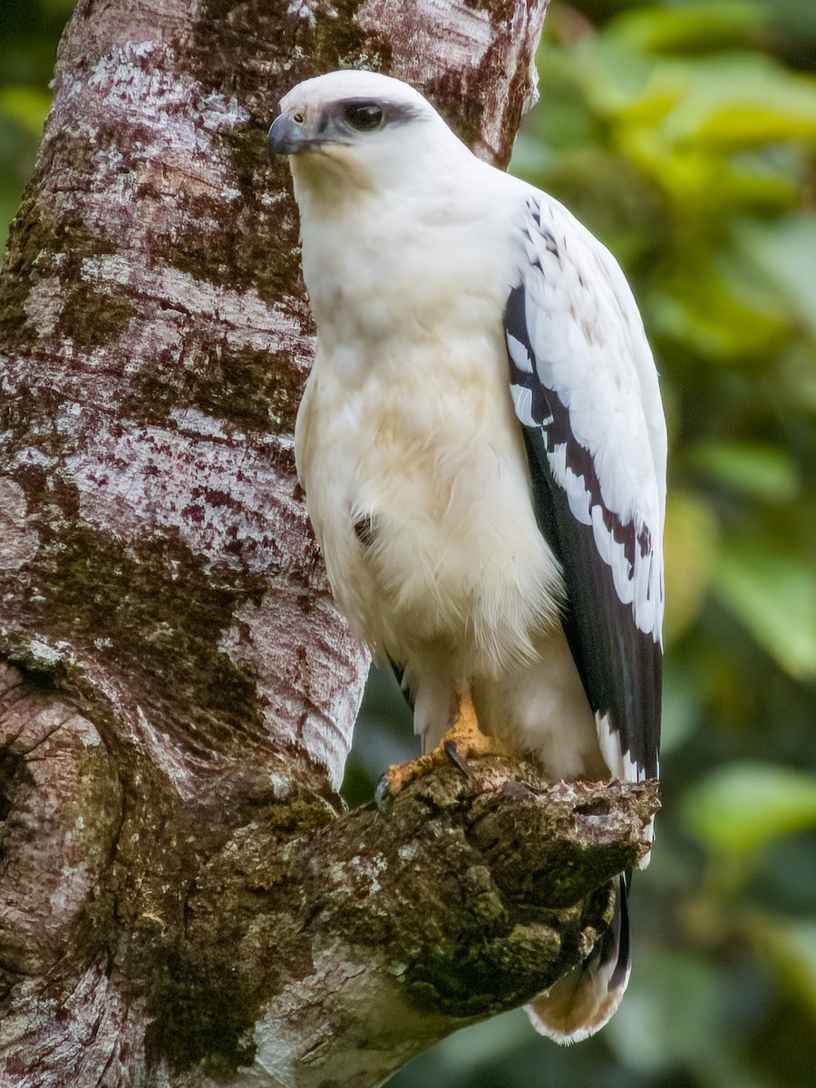 White Hawk - ML619607347