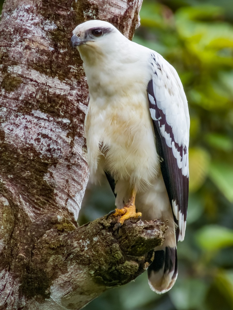 White Hawk - ML619607348