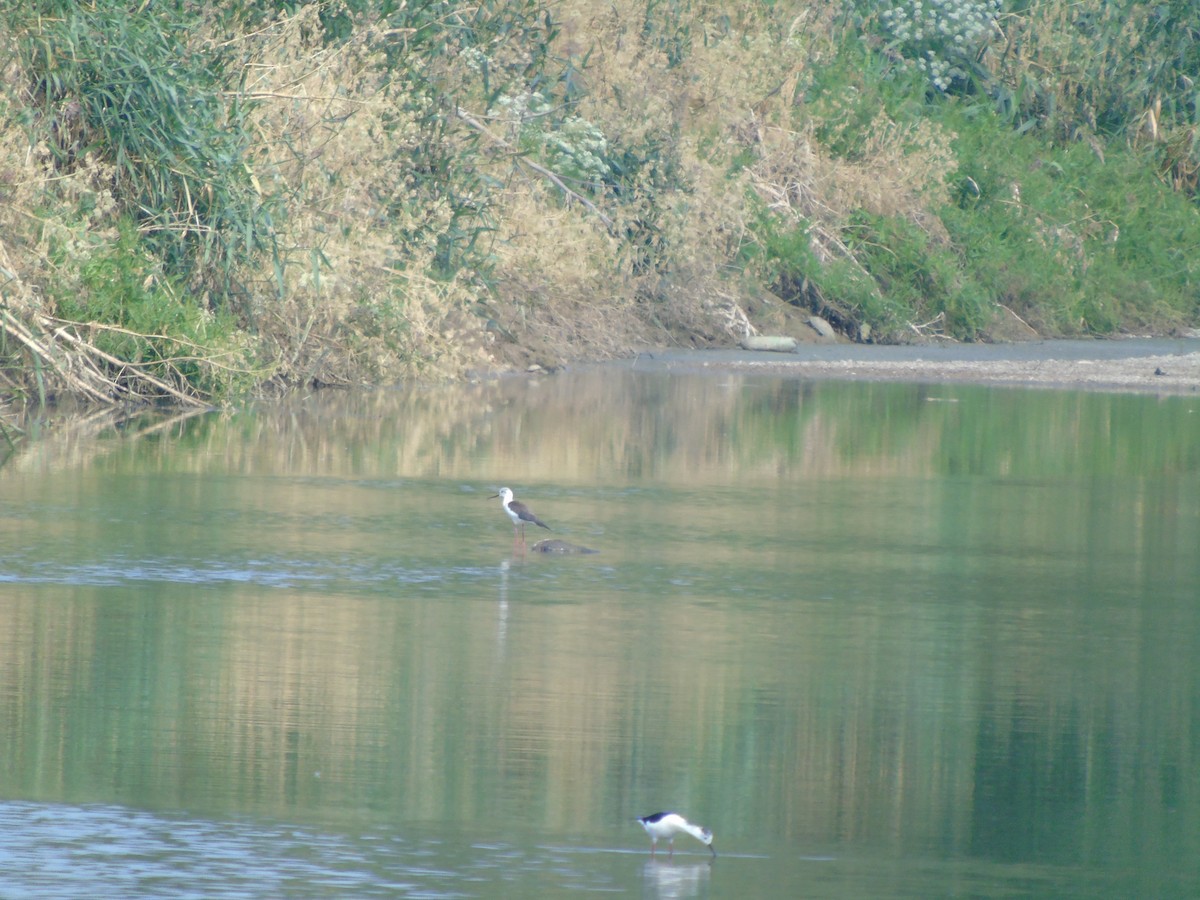 Black-winged Stilt - Mehmet Altunbas