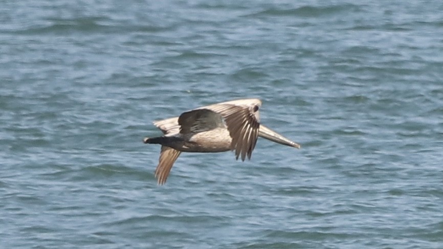 Brown Pelican - Emily Gambone