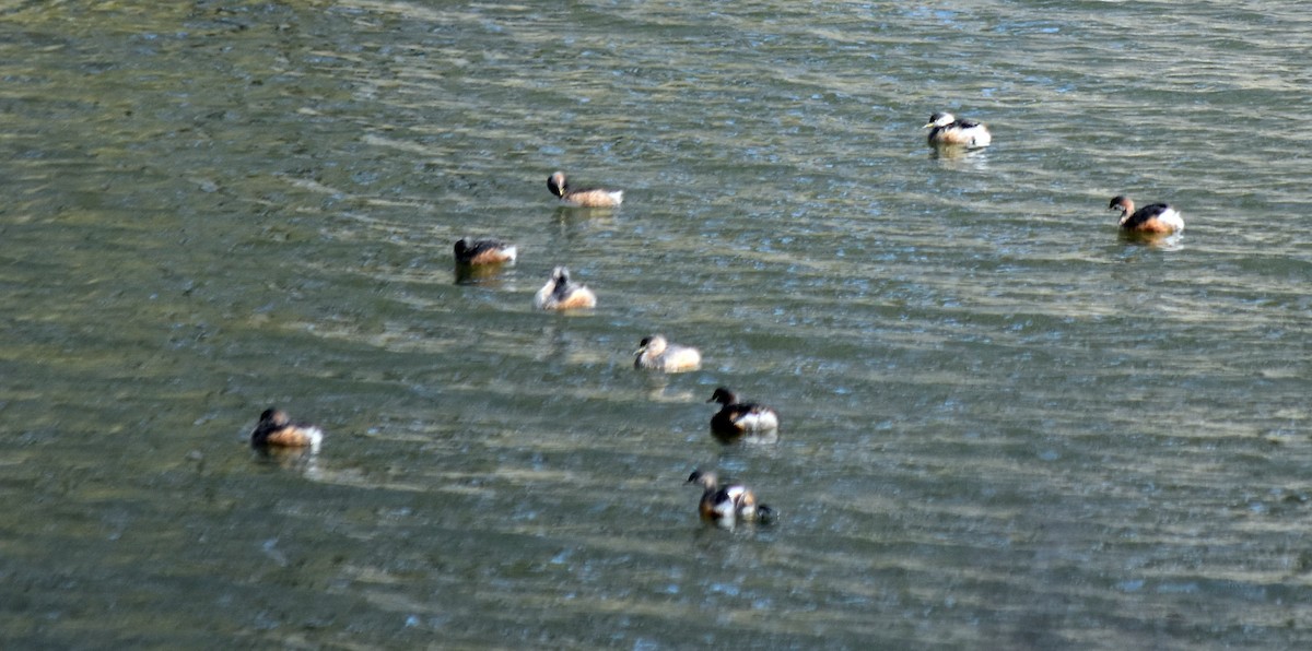 Australasian Grebe - Neil Roche-Kelly