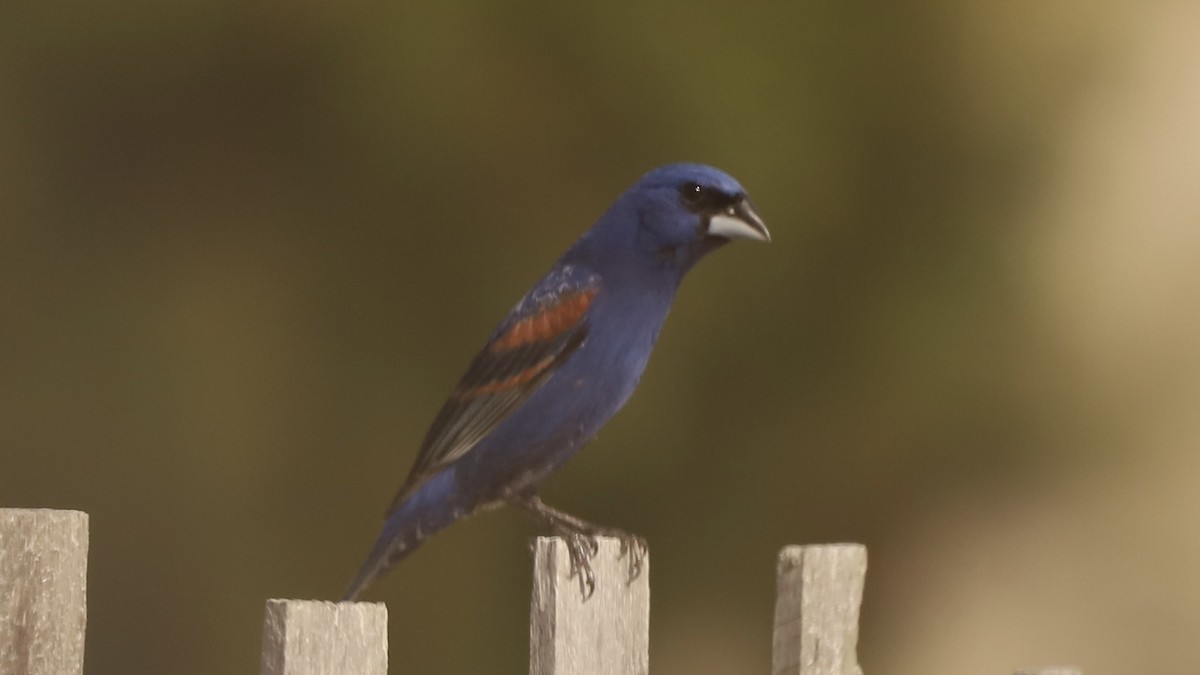 Blue Grosbeak - Emily Gambone