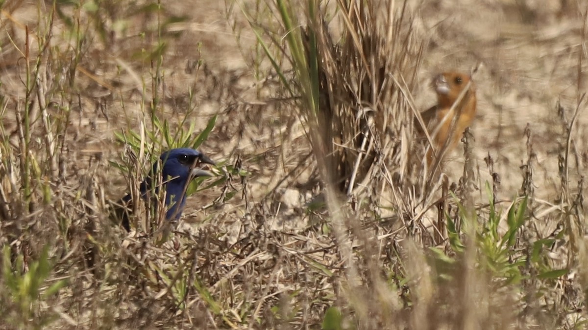 Blue Grosbeak - Emily Gambone