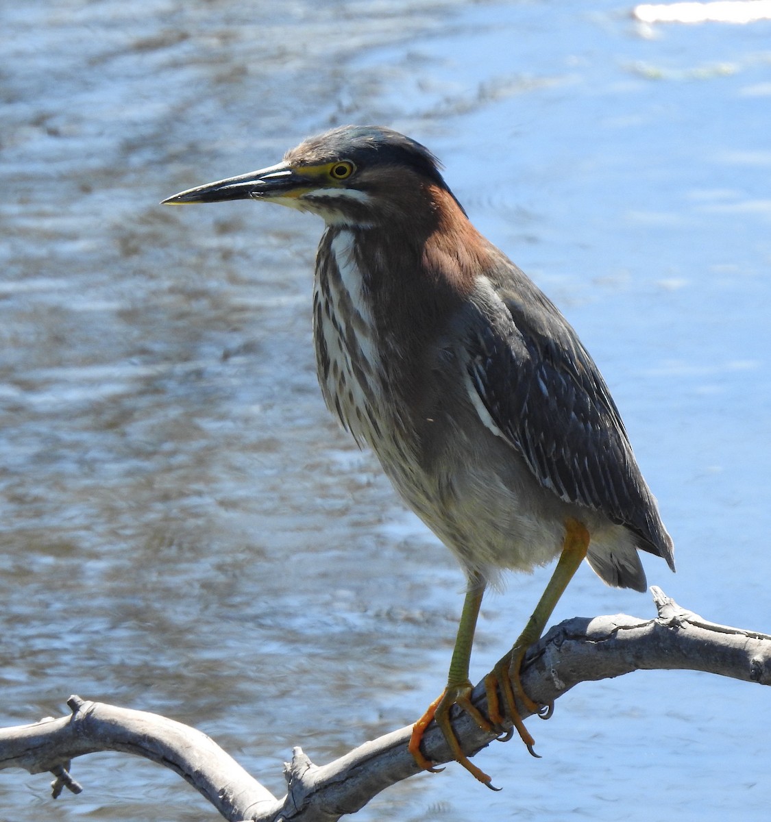 Green Heron - Anonymous