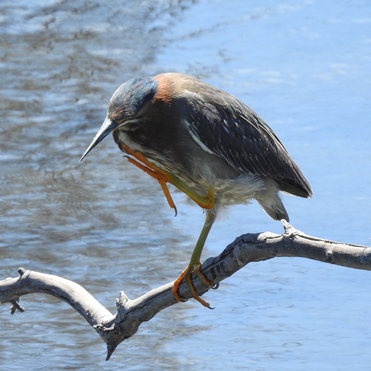 Green Heron - ML619607383