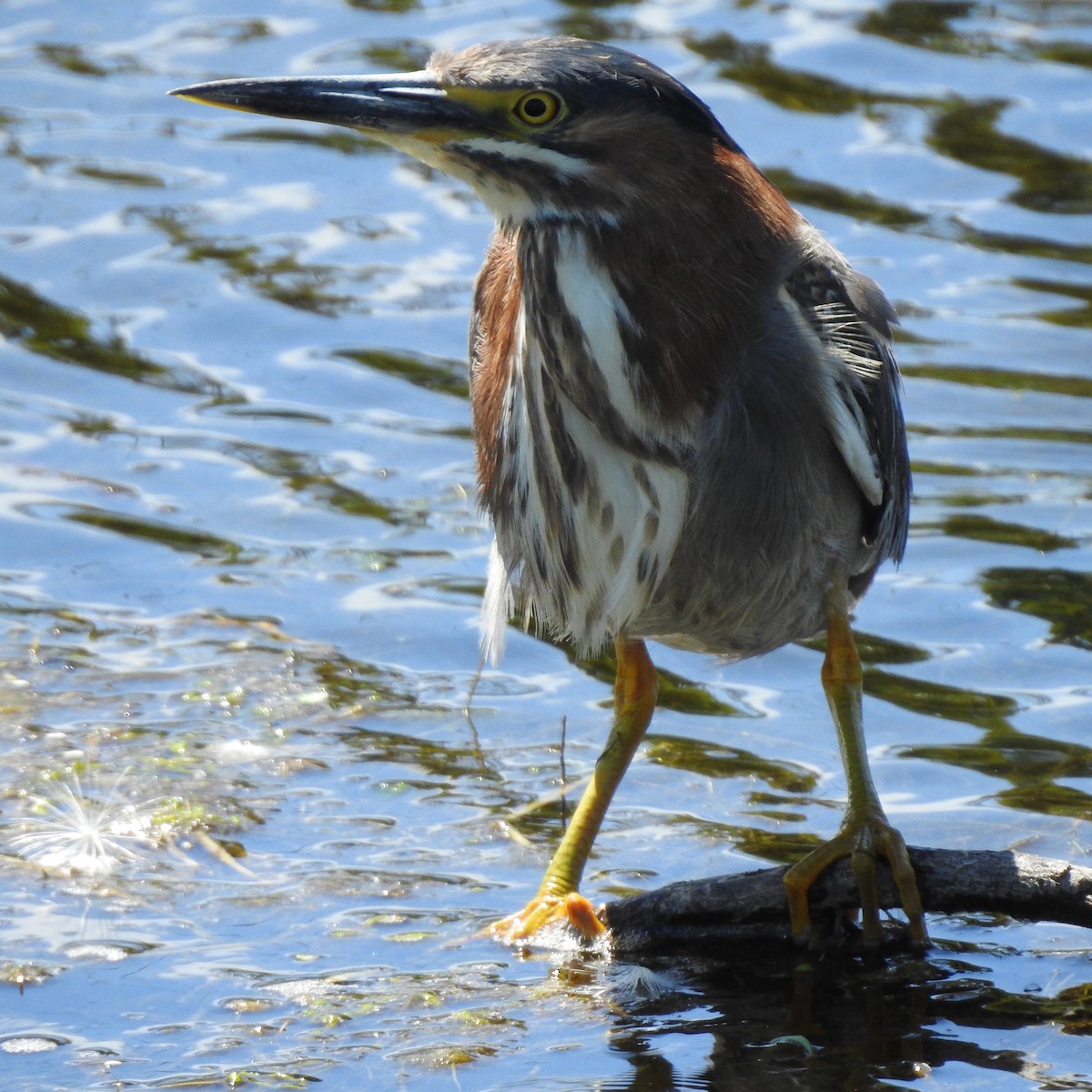 Green Heron - Anonymous