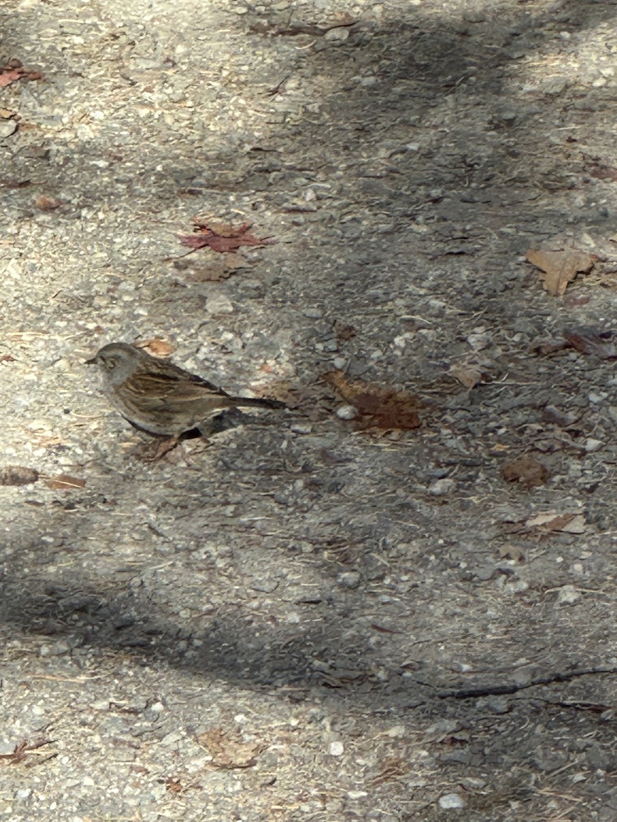 Dunnock - ML619607402