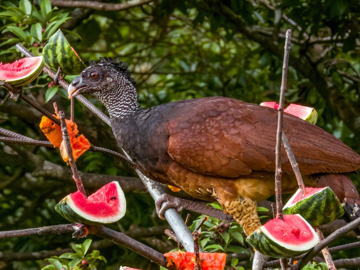 Great Curassow - Imogen Warren