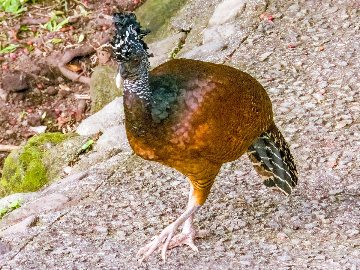 Great Curassow - Imogen Warren