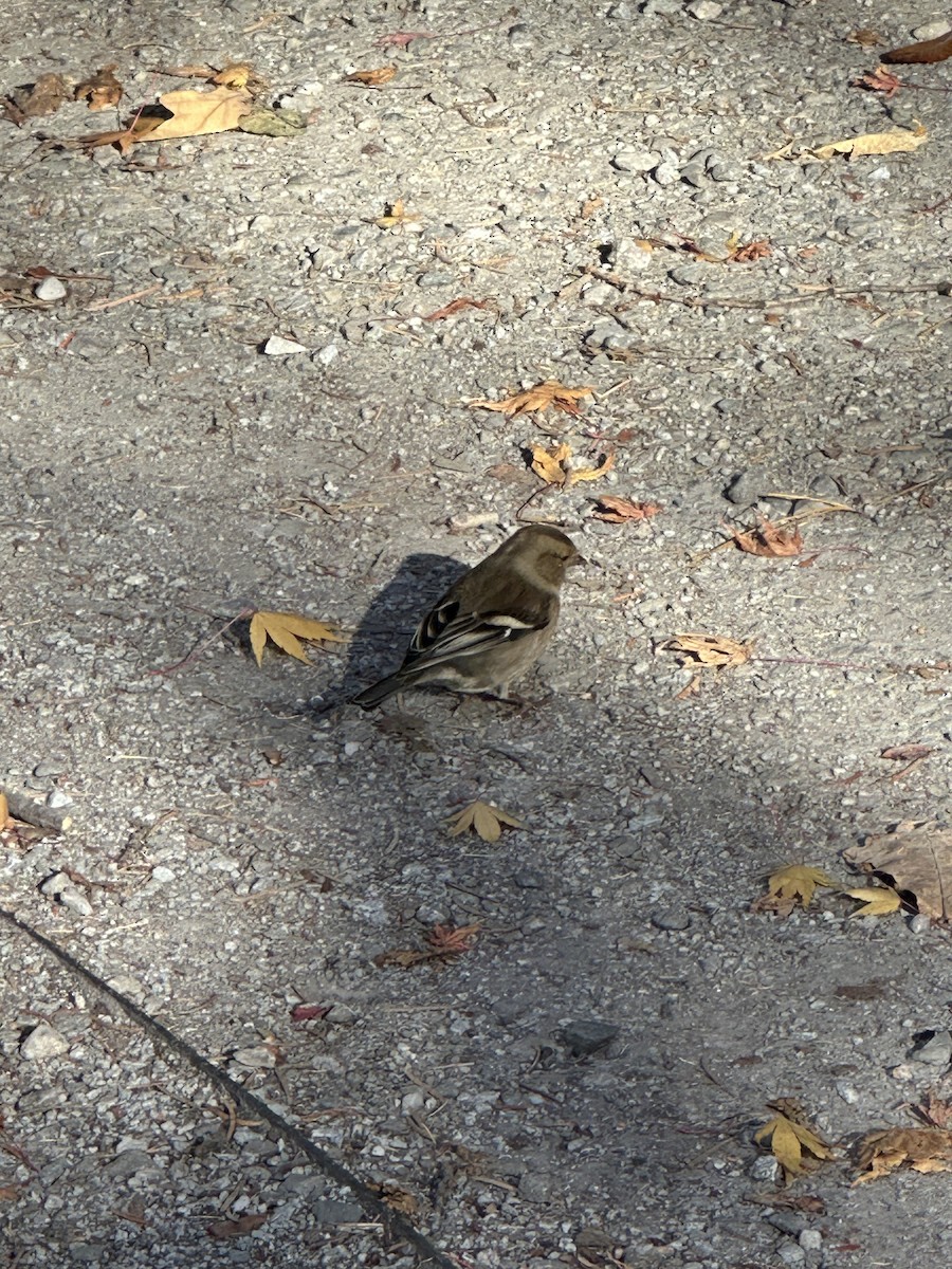 Common Chaffinch - Kurtis Lindsay