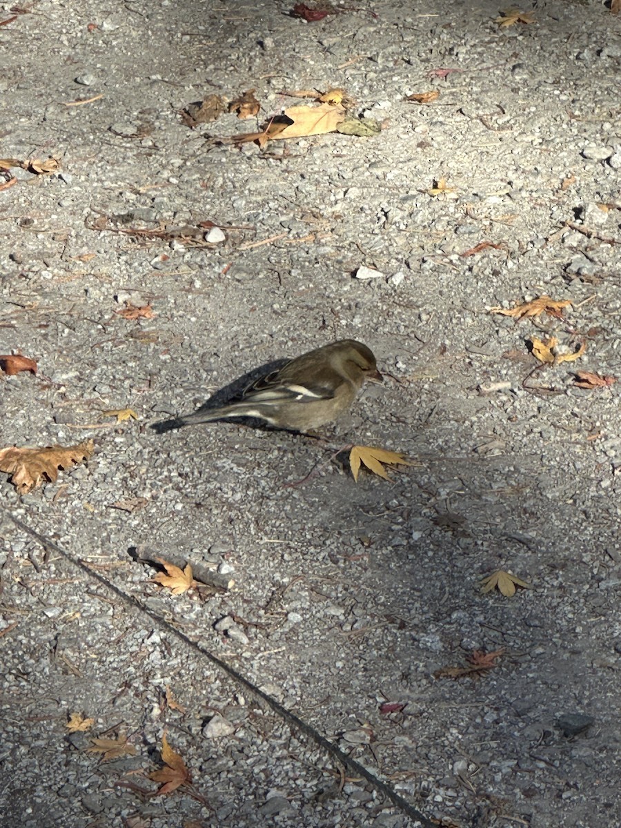 Common Chaffinch - Kurtis Lindsay