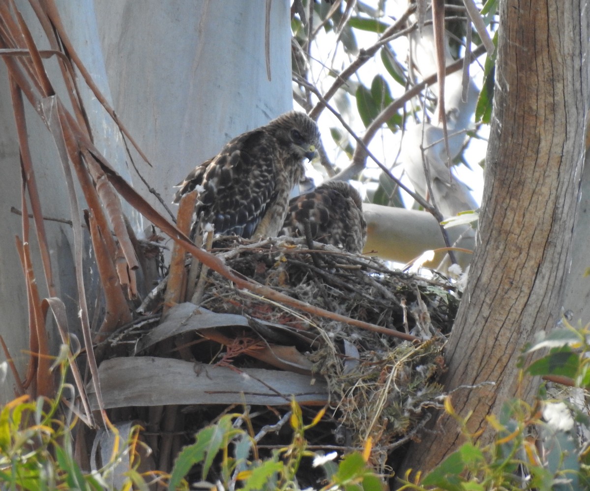 Red-shouldered Hawk - Anonymous