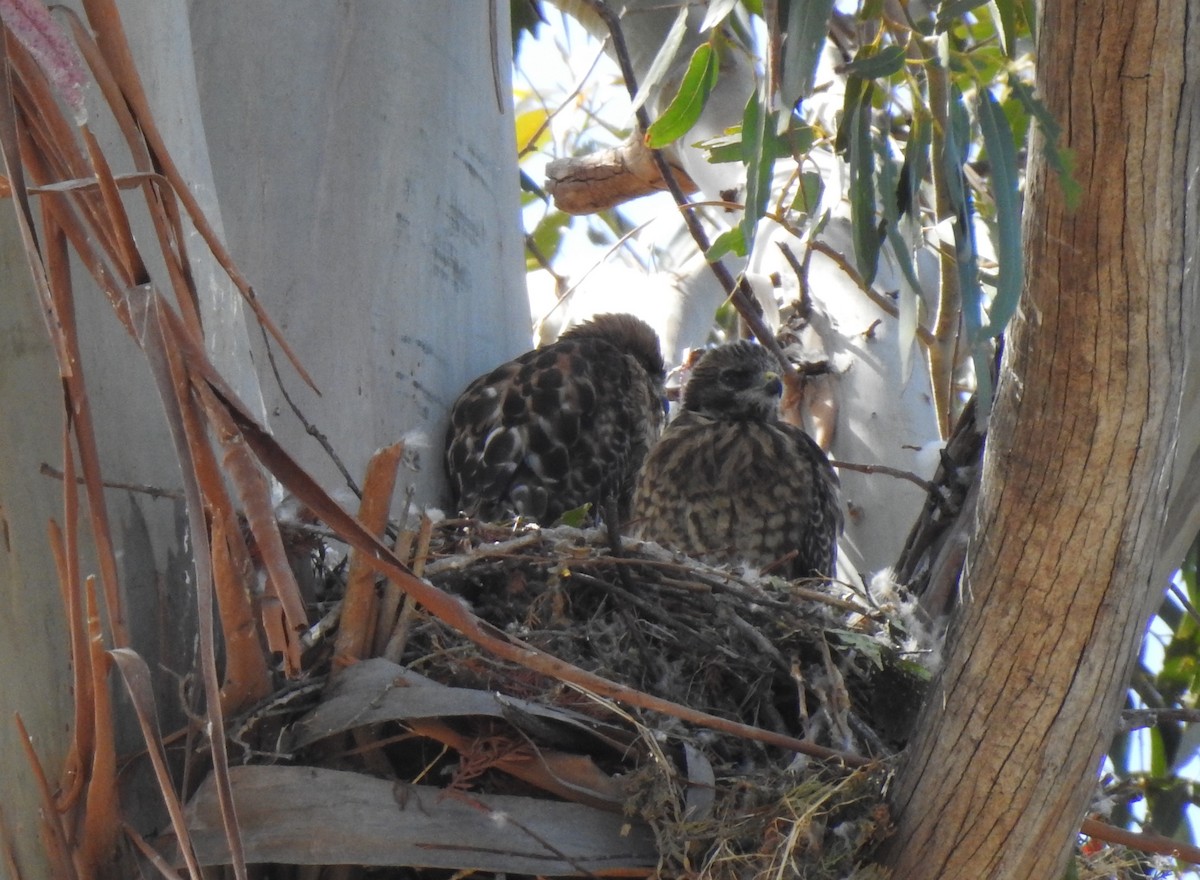 Red-shouldered Hawk - Anonymous