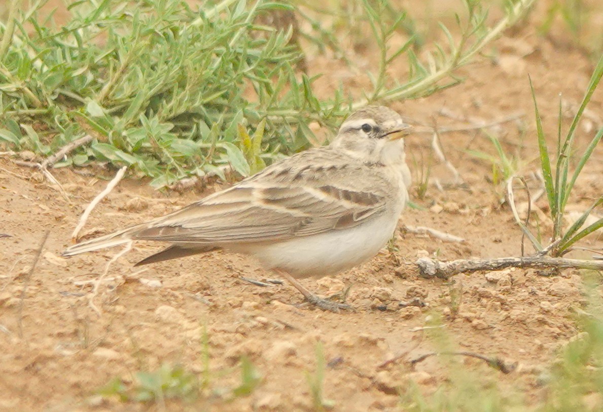 Hume's Lark - ML619607424