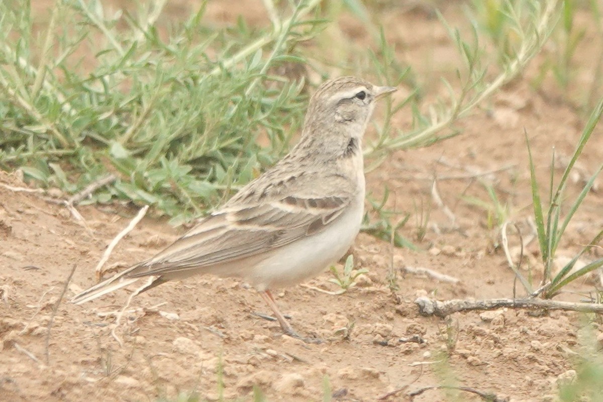 Hume's Lark - ML619607427