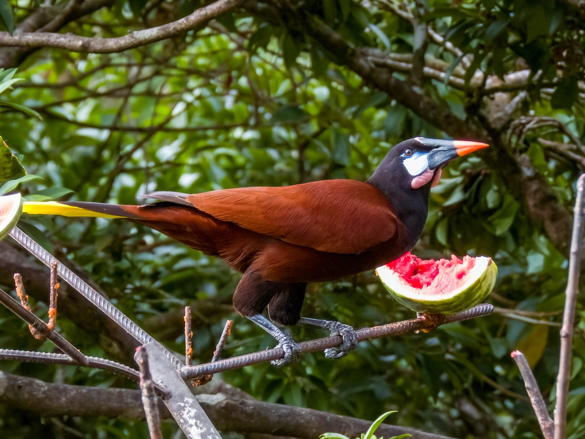 Montezuma Oropendola - Imogen Warren