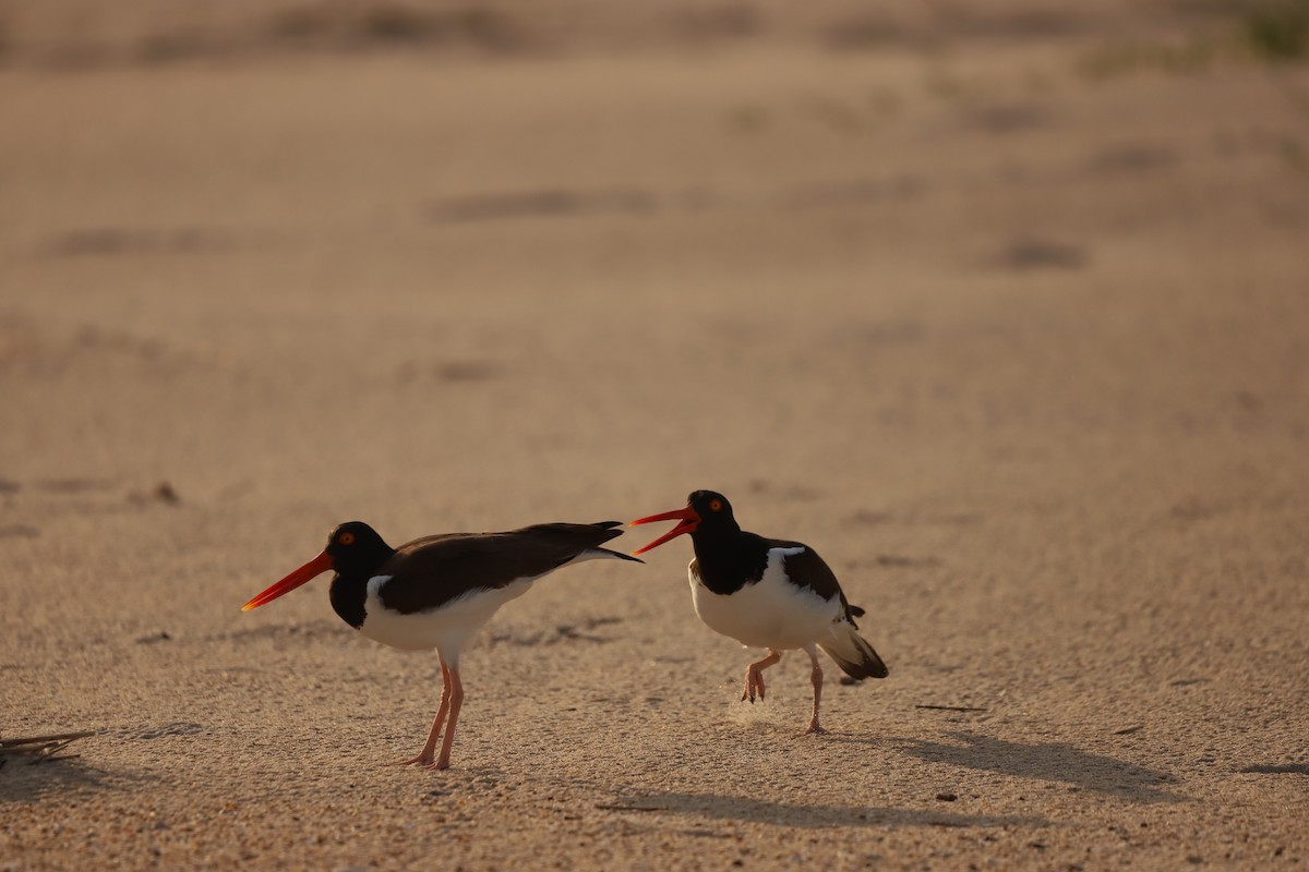 American Oystercatcher - Emily Gambone