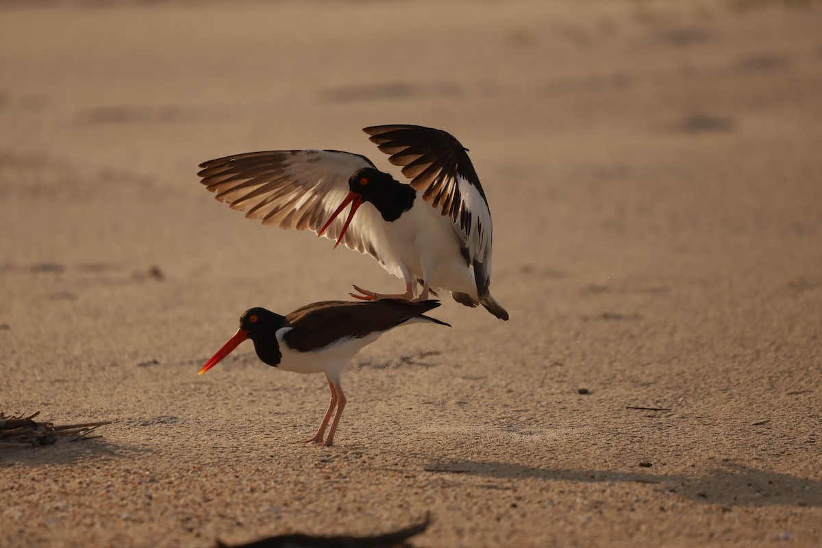 American Oystercatcher - Emily Gambone