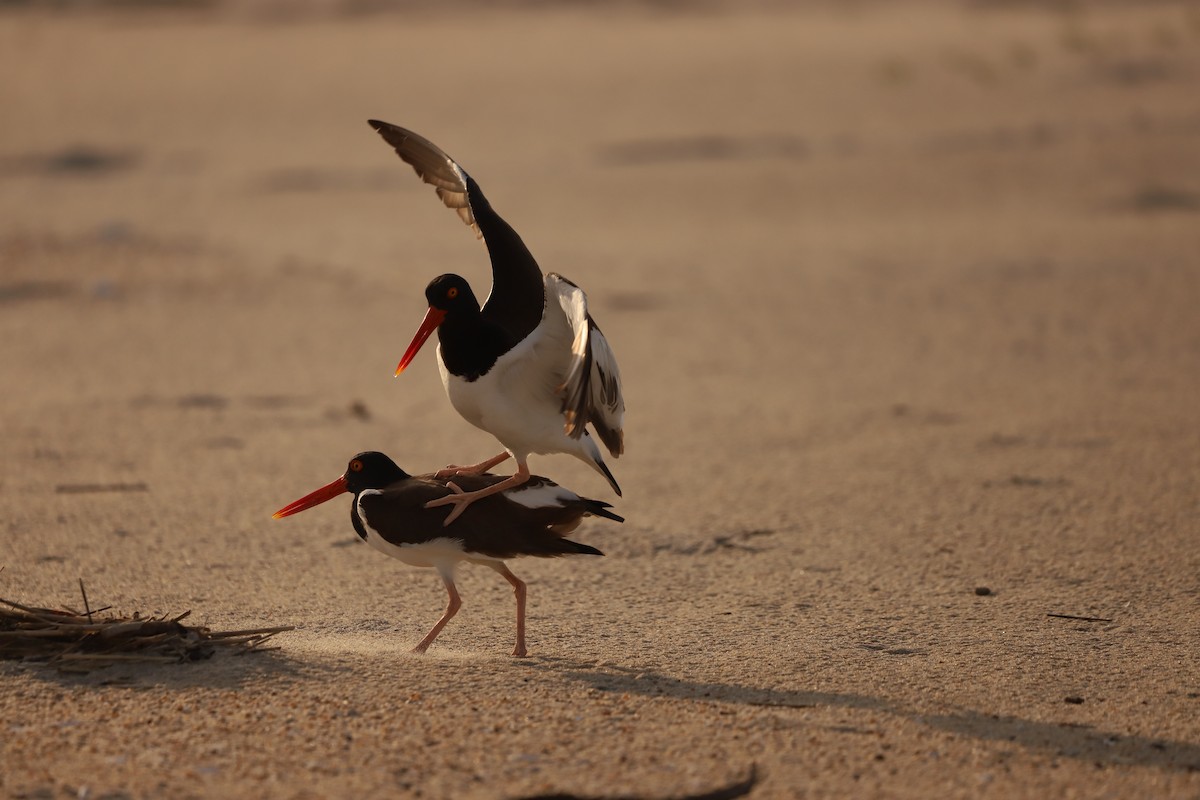 American Oystercatcher - Emily Gambone