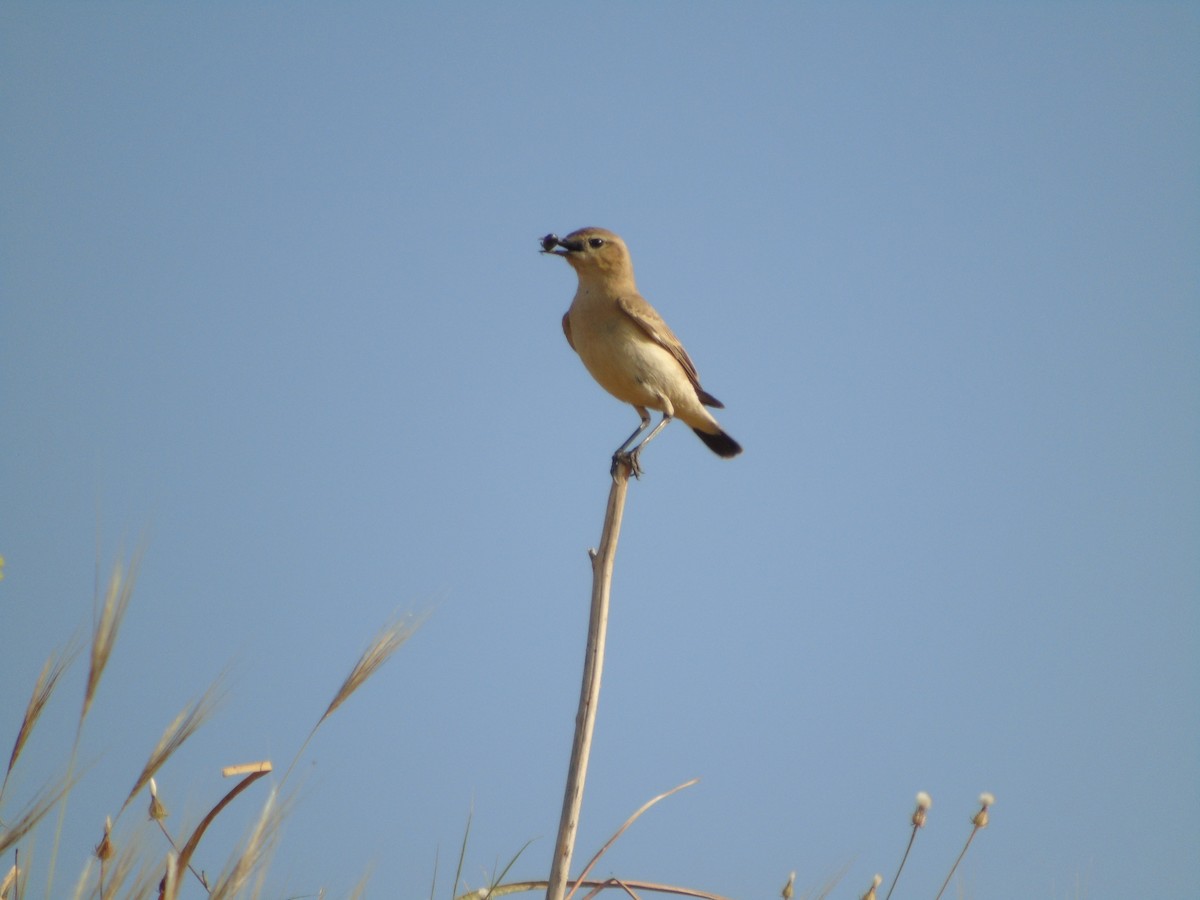 Isabelline Wheatear - Mehmet Altunbas