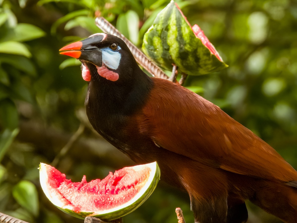 Montezuma Oropendola - Imogen Warren