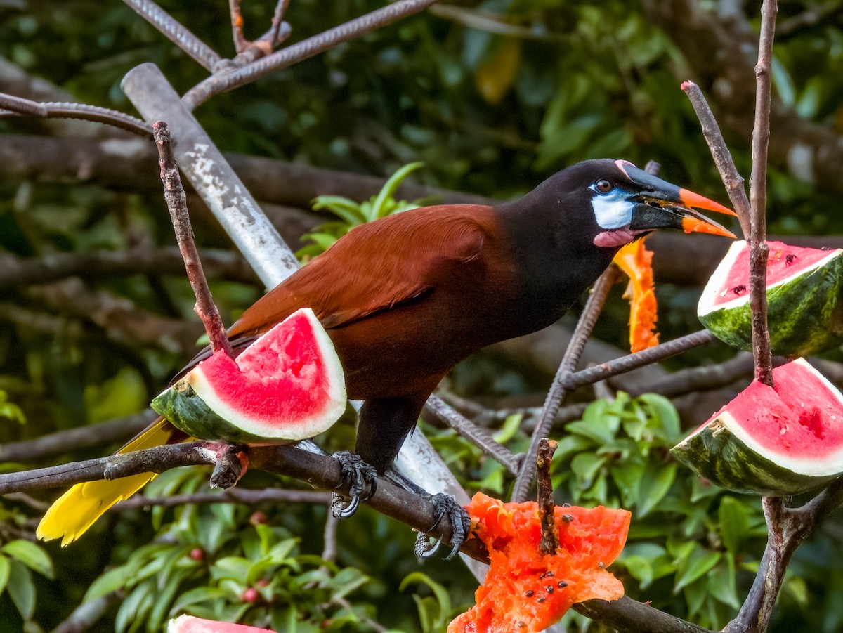 Montezuma Oropendola - Imogen Warren