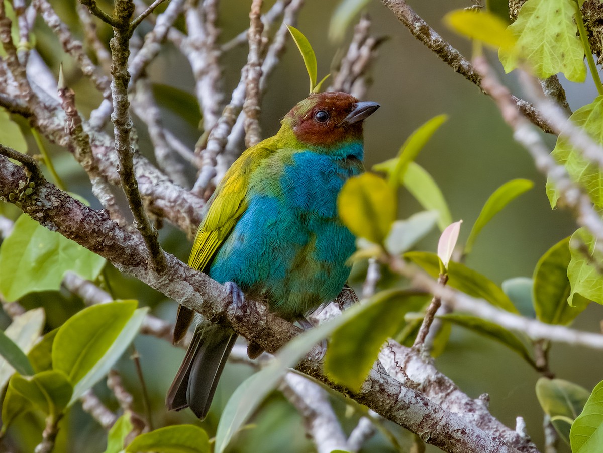 Bay-headed Tanager - Imogen Warren