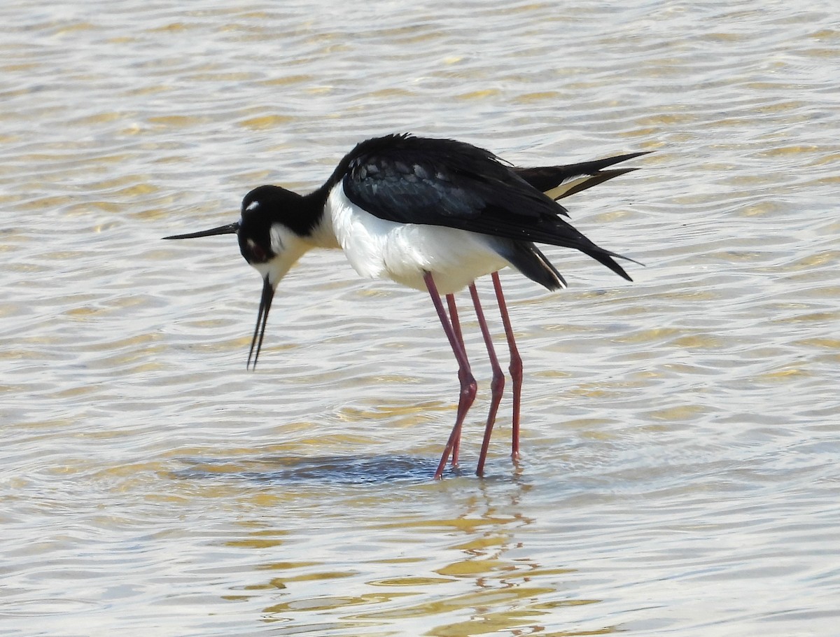 Black-necked Stilt - Lauri Taylor