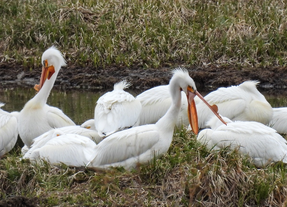 American White Pelican - Sara Gravatt-Wimsatt