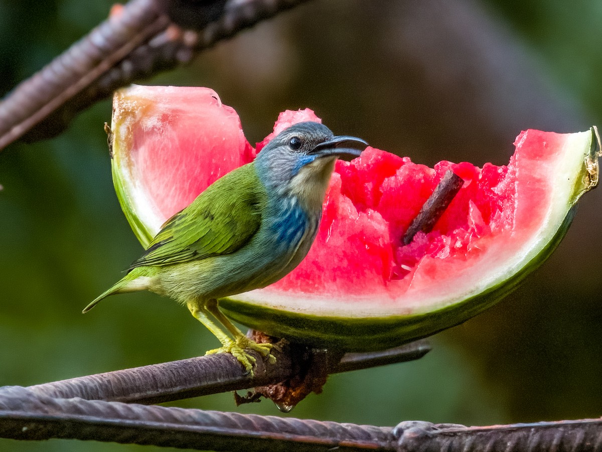 Shining Honeycreeper - Imogen Warren