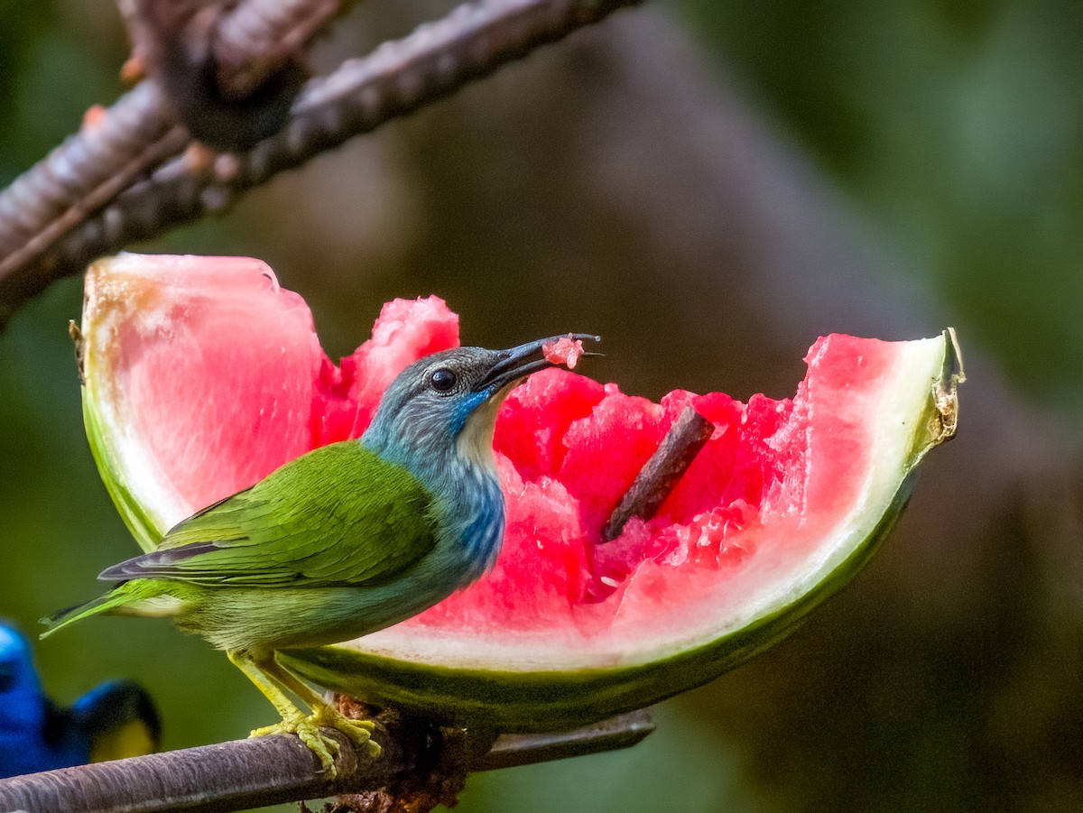 Shining Honeycreeper - Imogen Warren