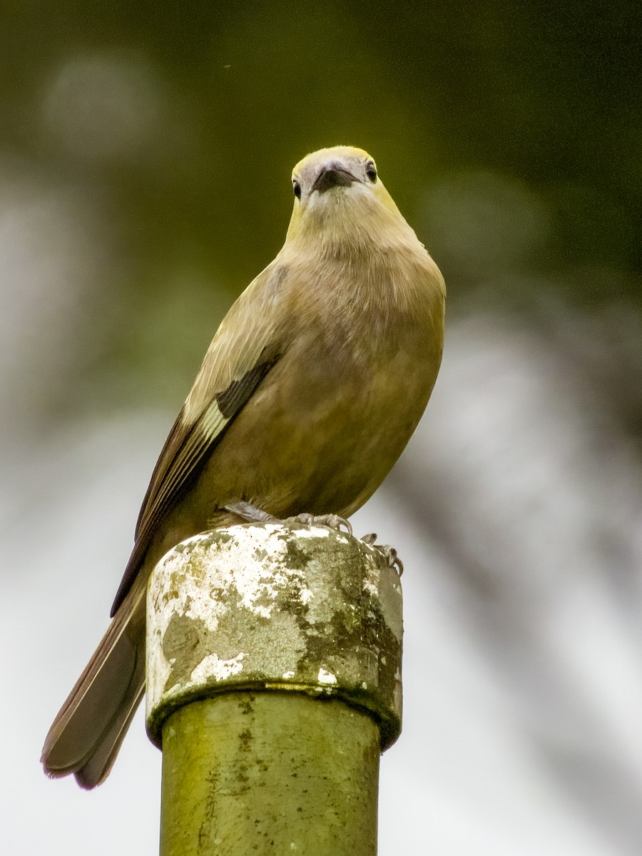 Palm Tanager - Imogen Warren