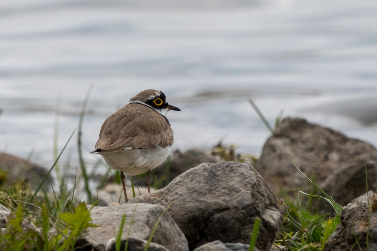 Little Ringed Plover - Uğur Kara