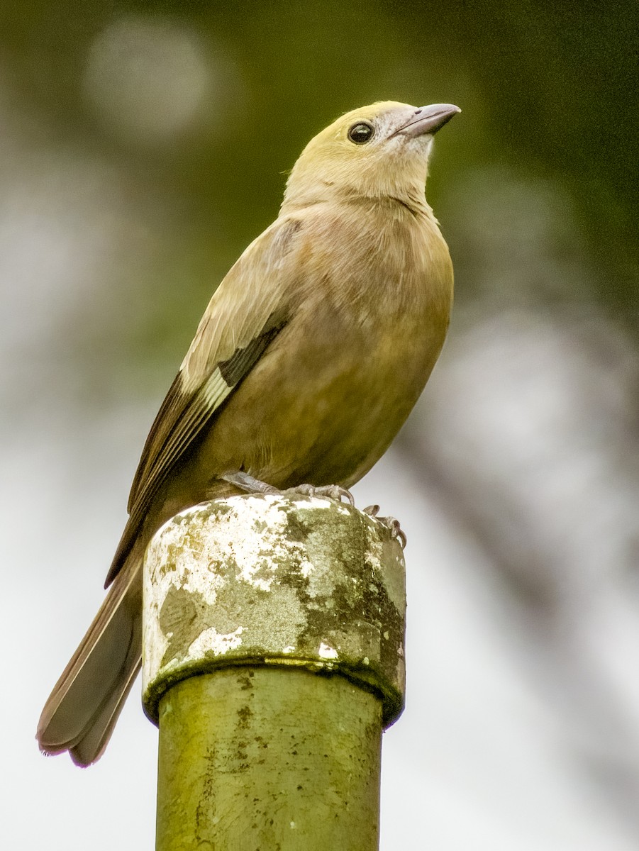 Palm Tanager - Imogen Warren