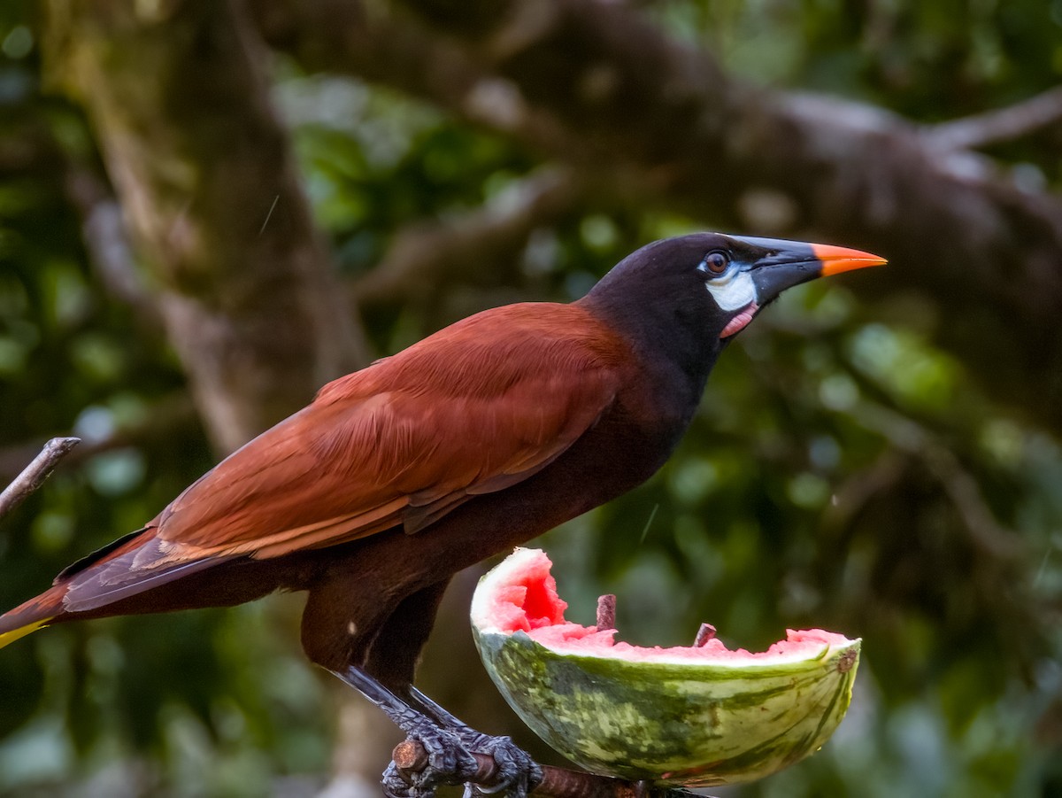 Montezuma Oropendola - Imogen Warren