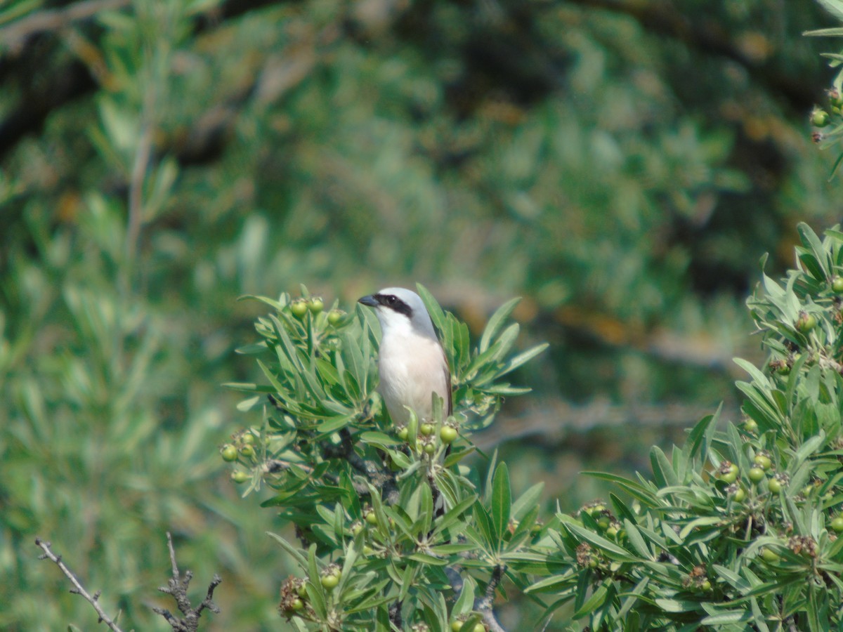 Red-backed Shrike - Mehmet Altunbas