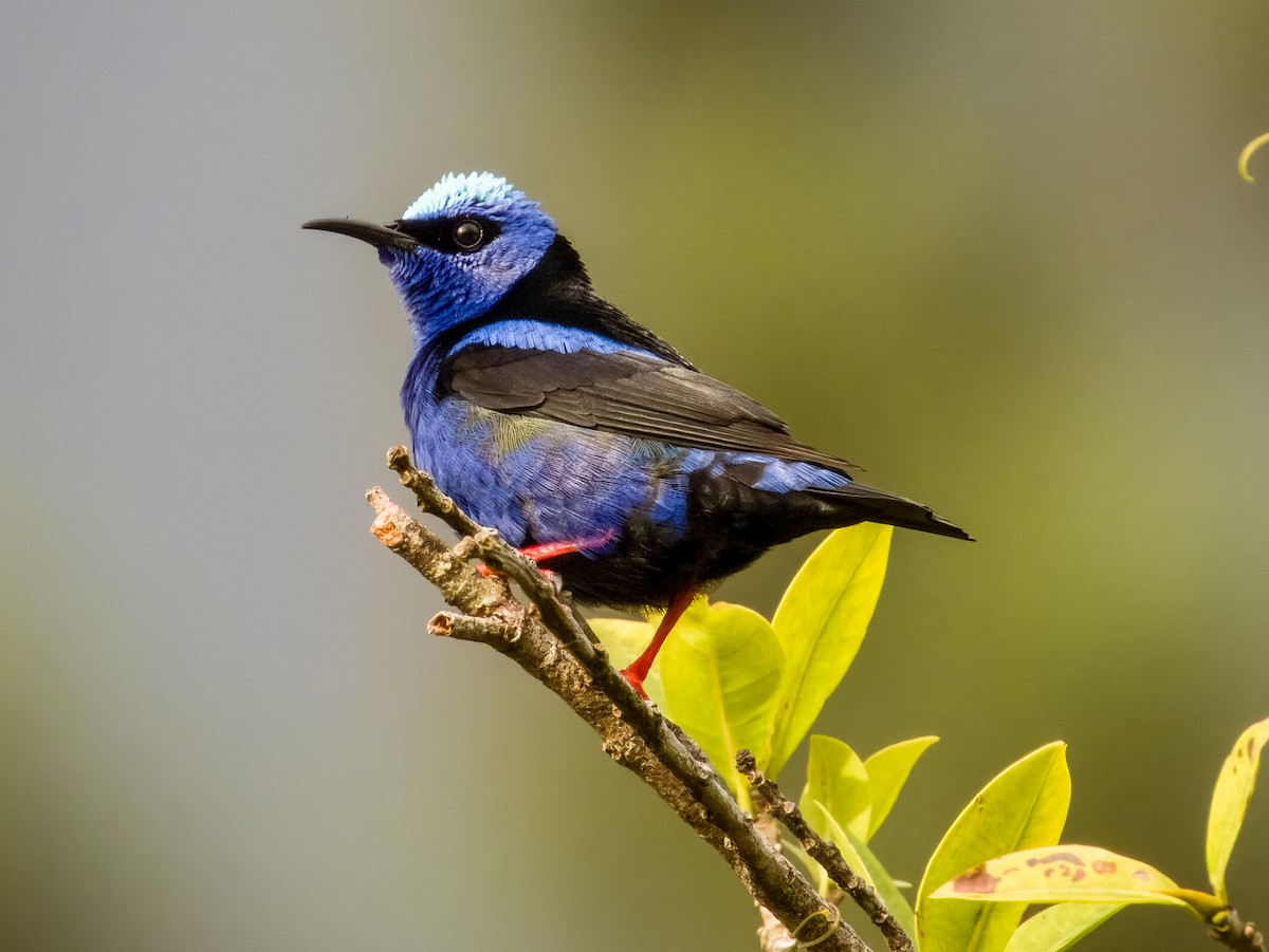 Red-legged Honeycreeper - Imogen Warren