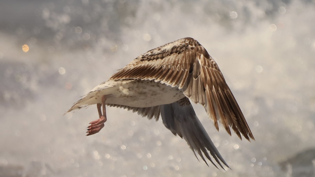 Great Black-backed Gull - Emily Gambone