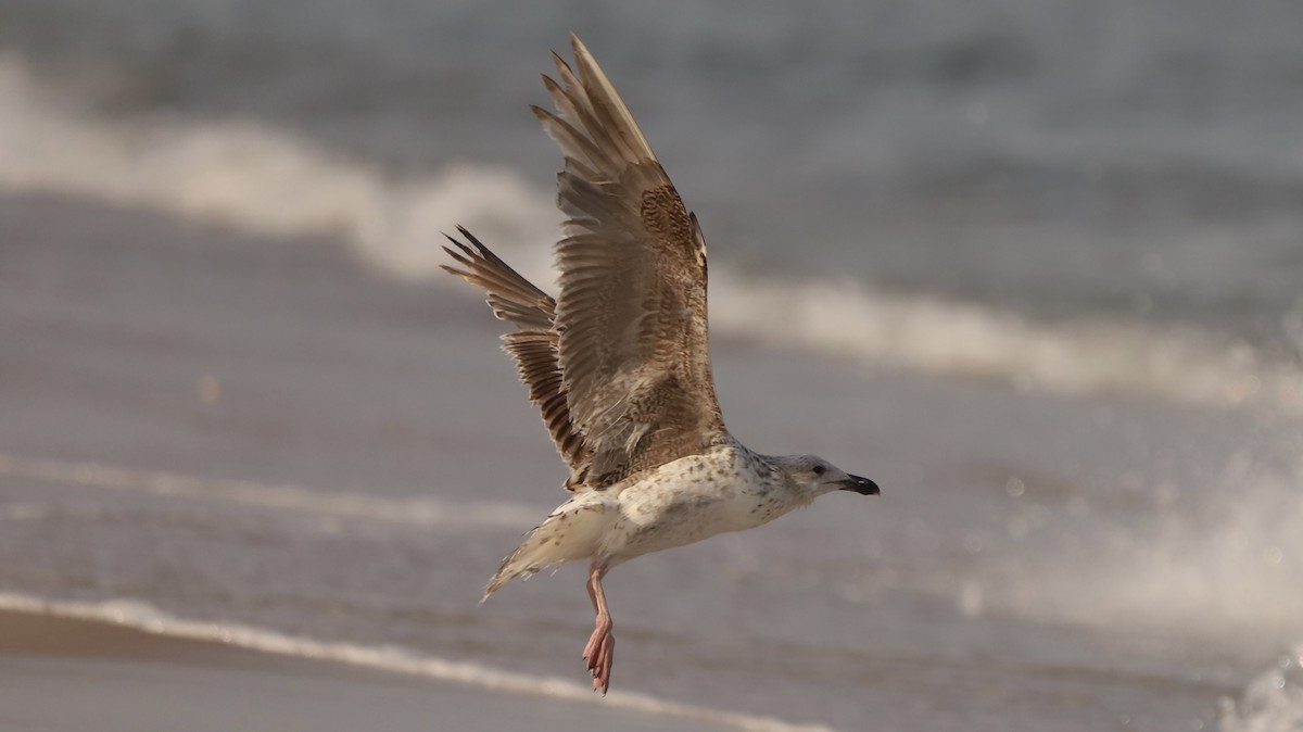 Great Black-backed Gull - Emily Gambone