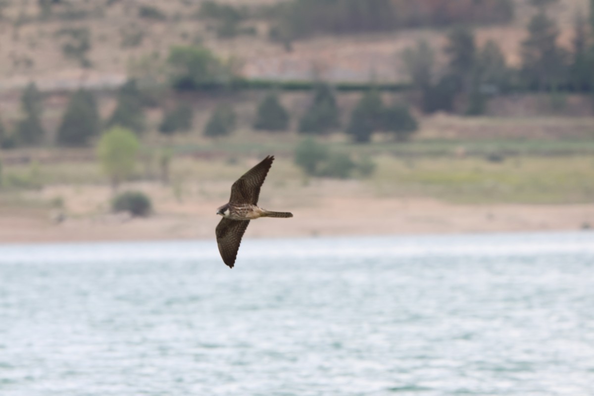 Eleonora's Falcon - Uğur Kara