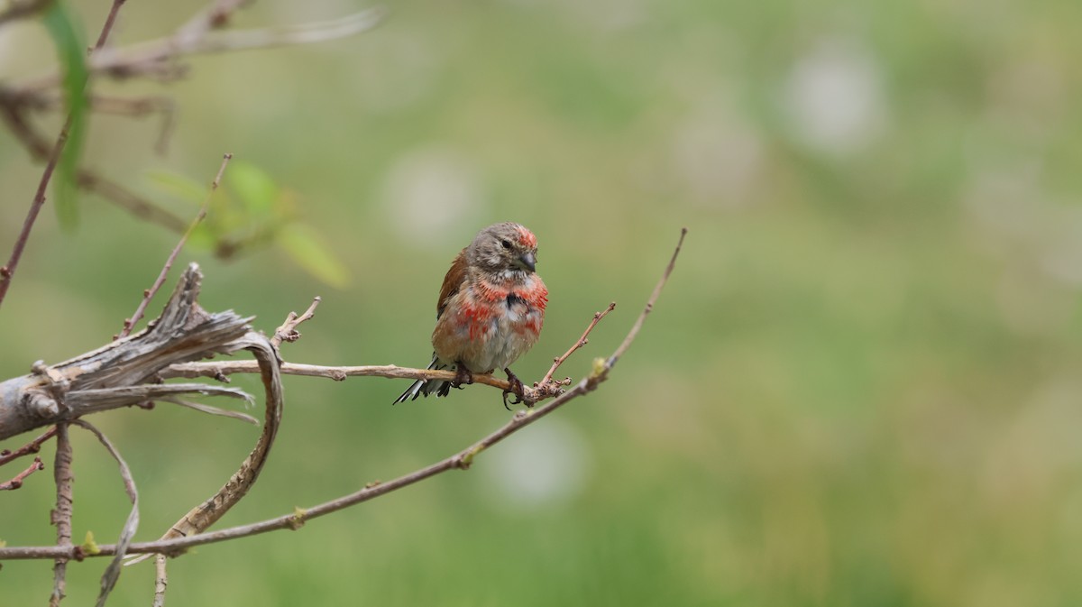 Eurasian Linnet - Uğur Kara