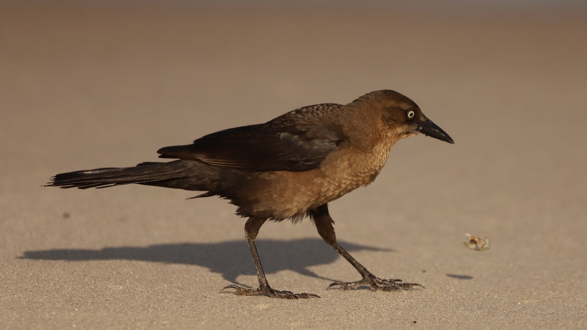 Boat-tailed Grackle - Emily Gambone