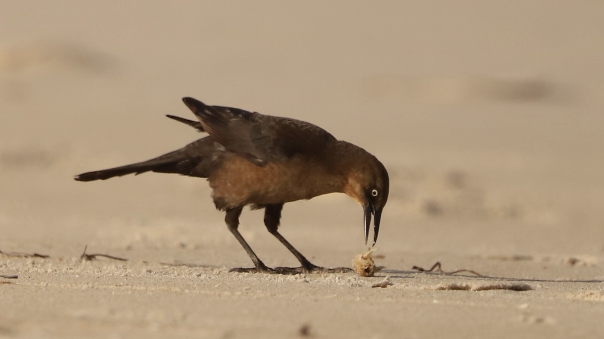 Boat-tailed Grackle - Emily Gambone