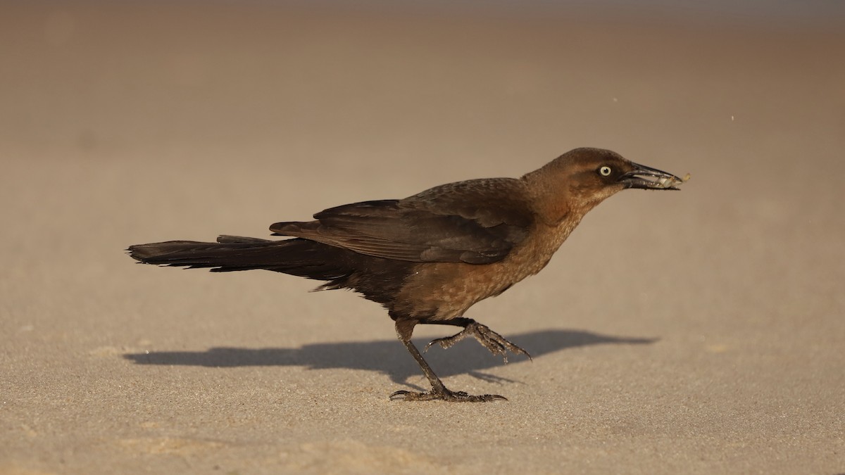 Boat-tailed Grackle - Emily Gambone